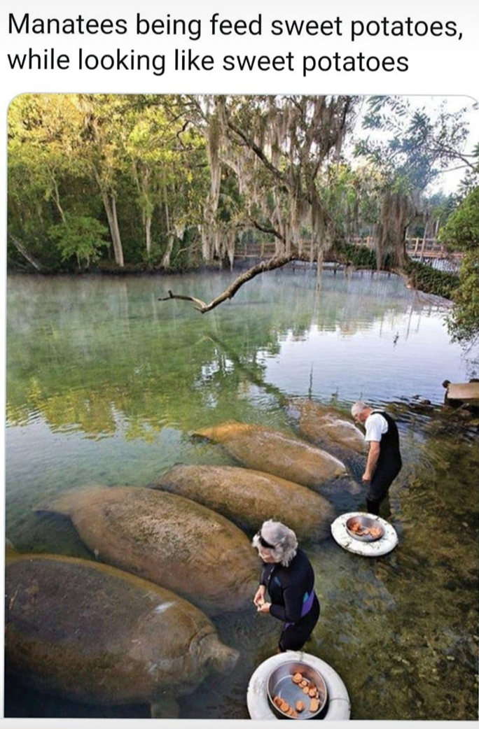 homosassa springs wildlife state park - Manatees being feed sweet potatoes, while looking sweet potatoes