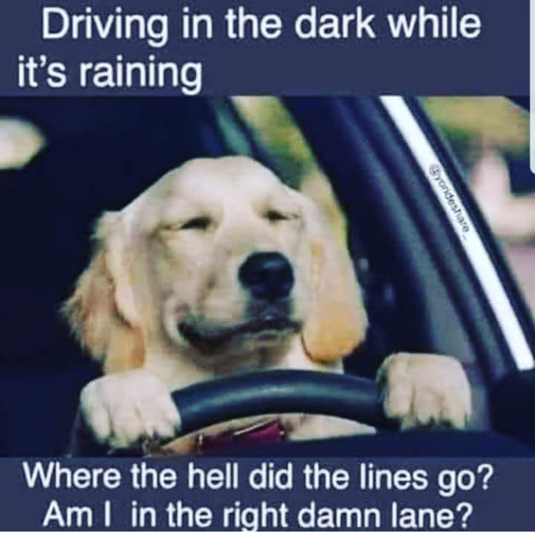 Dog - Driving in the dark while it's raining vode Where the hell did the lines go? Am I in the right damn lane?