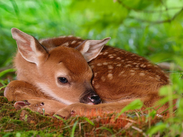 This deer is unimpressed with your recent attempt at witty commentary