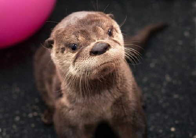 This otter is unhappy about the amount of ebones he has