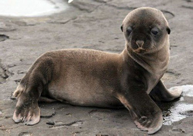 Fur seal sees the way you look at him...