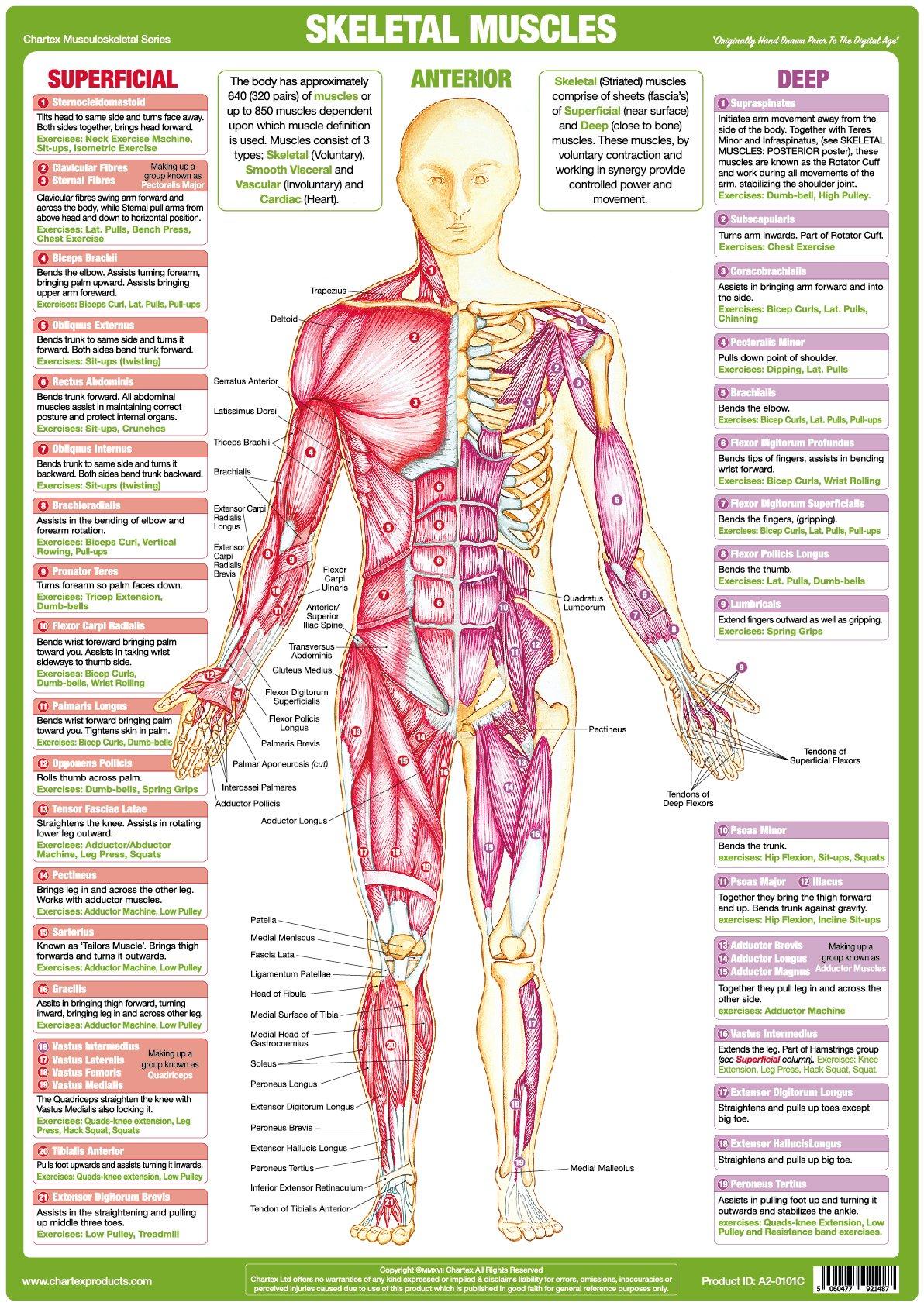 Chart Of Body Muscles