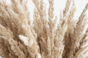 Pampas grass