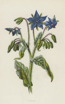 Художній друк Borage