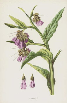 Художній друк Comfrey