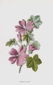 Художній друк Common Mallow