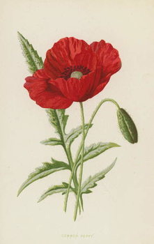 Художній друк Common Poppy