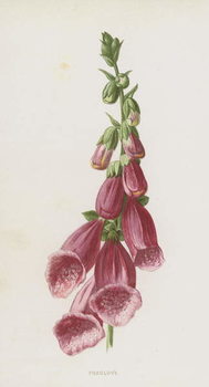 Художній друк Foxglove