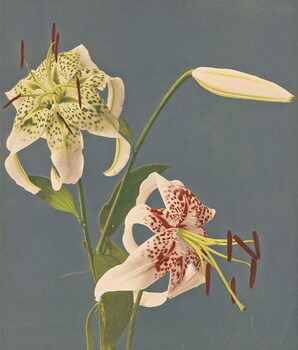 Художній друк Lilies, 1897