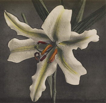 Художній друк Lily, 1896