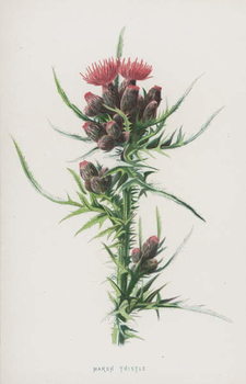 Художній друк Marsh Thistle