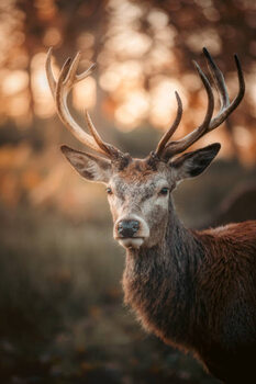 Φωτογραφία Red Deer Stag Portrait