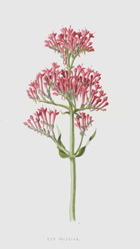 Художній друк Red Valerian