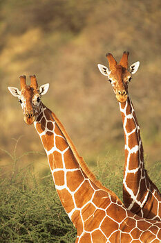 Φωτογραφία Reticulated giraffes