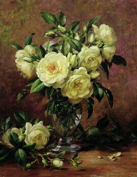 Αναπαραγωγή White Roses