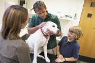 Vets in Singapore