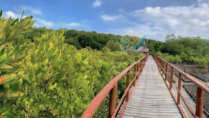 Dhaninallah Mangrove Walkway