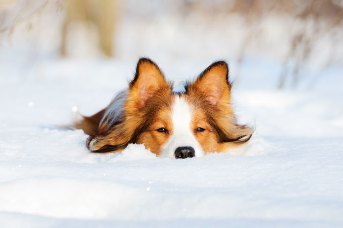 A cute dog in the snow