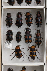 American Burying Beetle