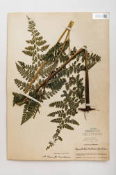 Bipinnate Cuplet Fern