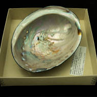 Black Abalone