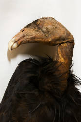 California Condor