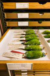 Camiguin Hanging Parrot