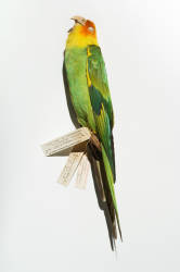 Carolina Parakeet