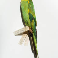 Carolina Parakeet