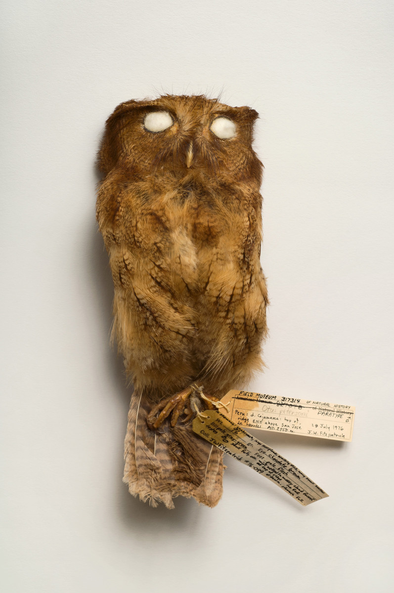 Cinnamon screech owl bird Megascops petersoni - Extinction