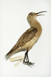 Eskimo Curlew