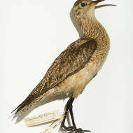 Eskimo Curlew