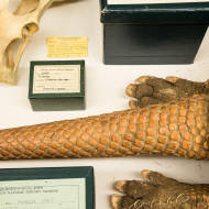 Giant Armadillo