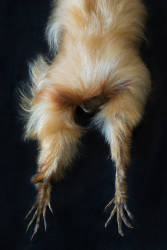 Golden Lion Tamarin