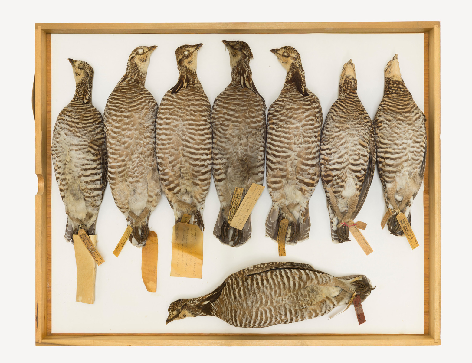 Greater prairie chicken bird  - Extinction