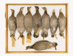 Greater Prairie-Chicken