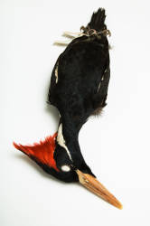 Ivory-billed Woodpecker