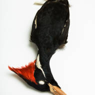 Ivory-billed Woodpecker