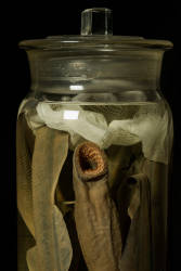 Sea Lamprey