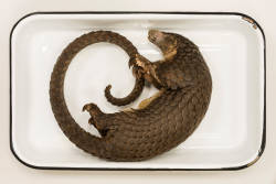 Long-tailed Pangolin