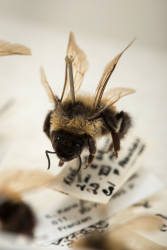 Rusty Patched Bumble Bee