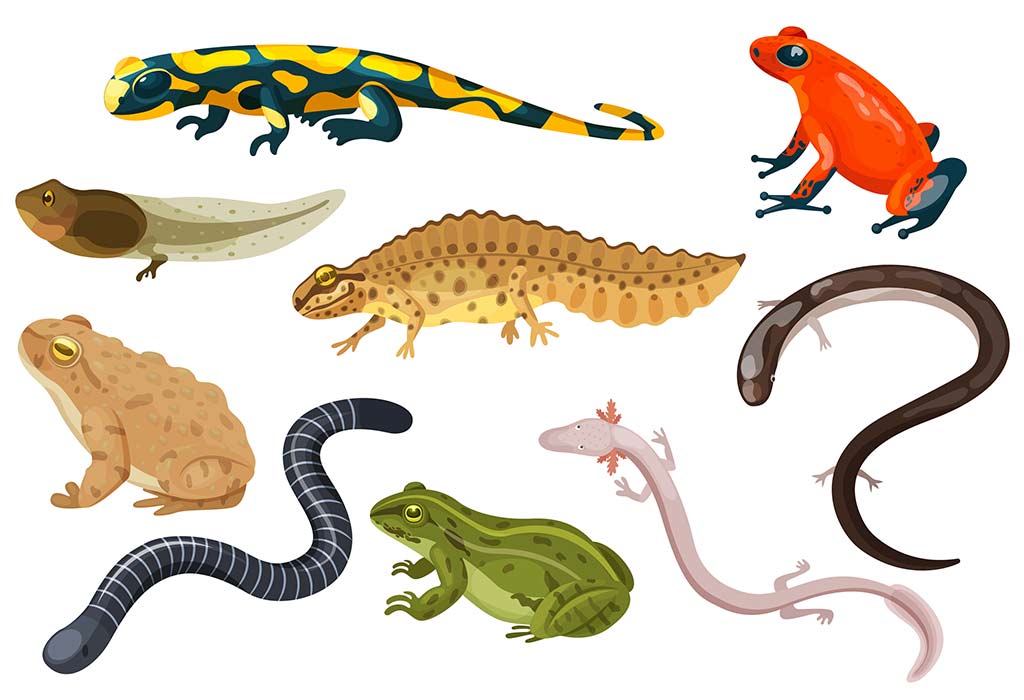 Different Types Of Amphibians