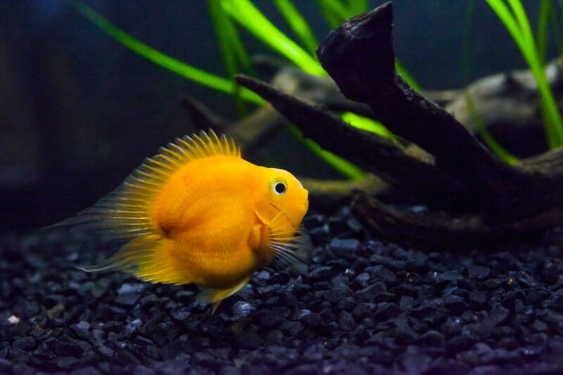 Blood parrot cichlid fish swimming in aquarium. Heart parrot, Taiwan hybrid fish