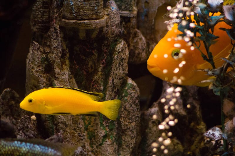 Parrot cichlid swimming in a community decorated aquarium with other cichlid