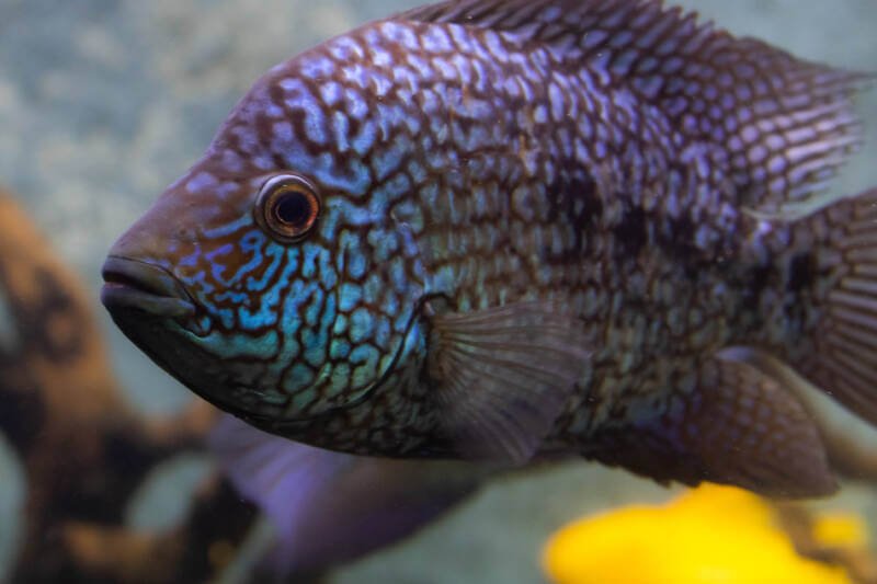 Herichthys cyanoguttatus also known as Texas cichlid close-up in aquarium