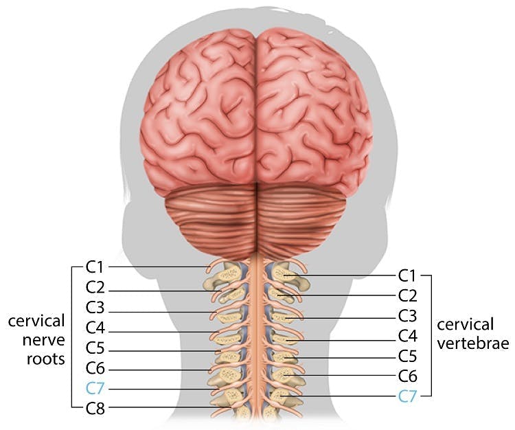 Cervical Spinal Nerve | vlr.eng.br