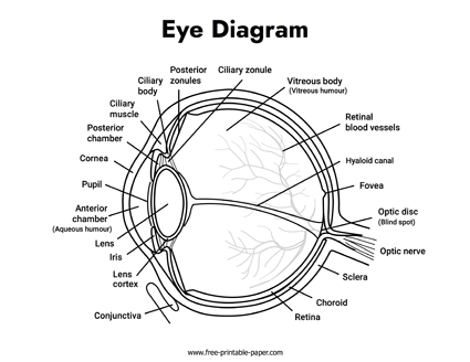 Eye Diagram Labeled