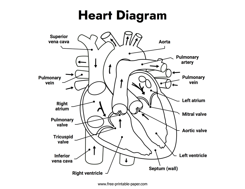 Heart Diagram – Free Printable Paper