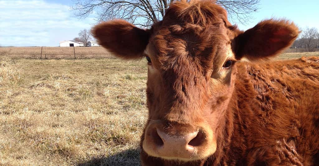 Veau du Limousin. © Shannon McGee, CC by-sa 2.0