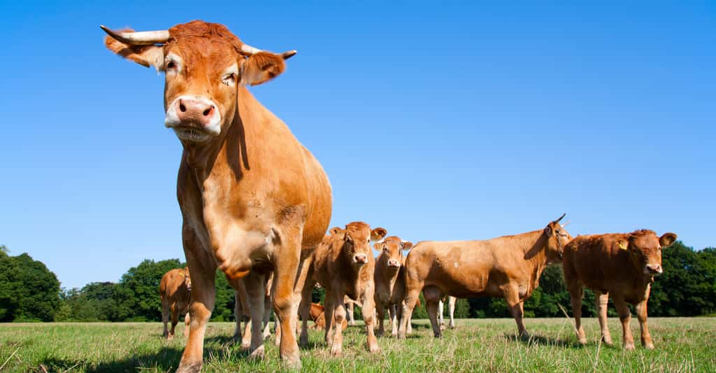 Une belle photo de vaches limousines. © Worldpics, Shutterstock